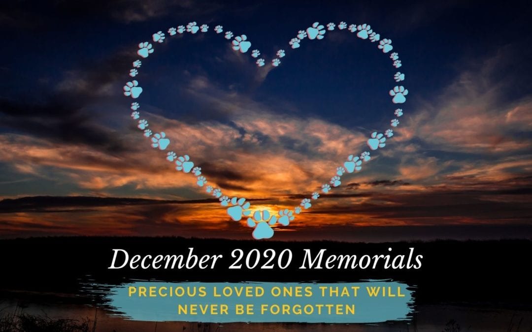 Western Skies Veterinary - In Home Pet Euthanasia | Memorials Archive
