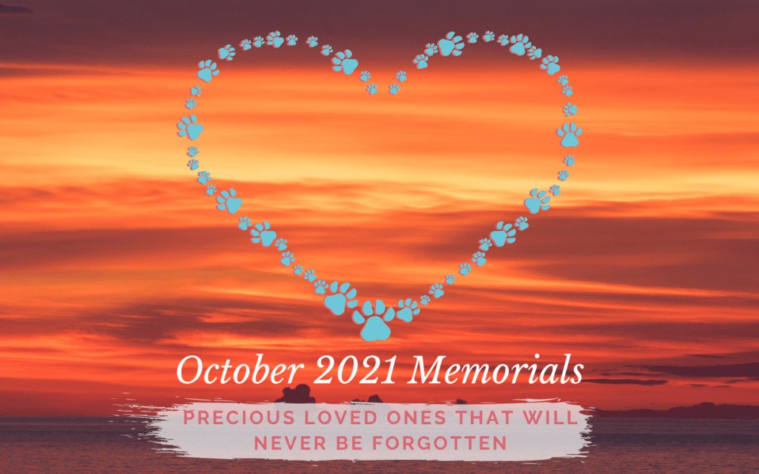 Western Skies Veterinary - In Home Pet Euthanasia | Memorials Archive