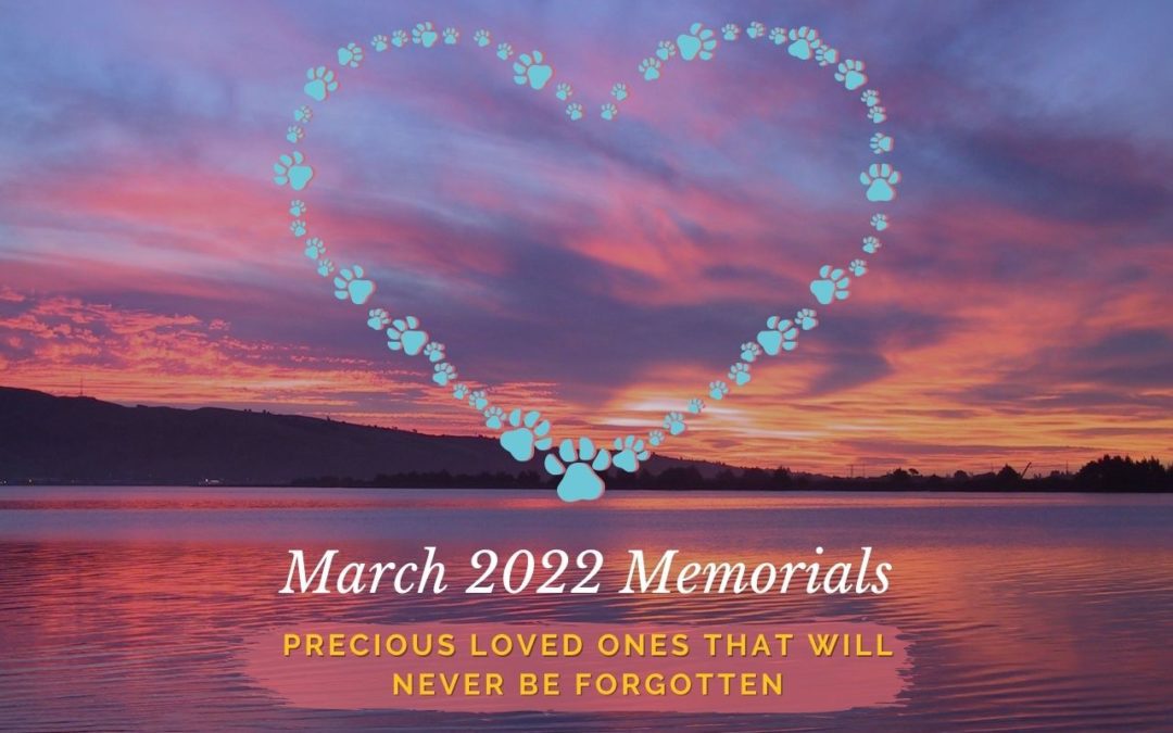 Western Skies Veterinary - In Home Pet Euthanasia | Memorials Archive