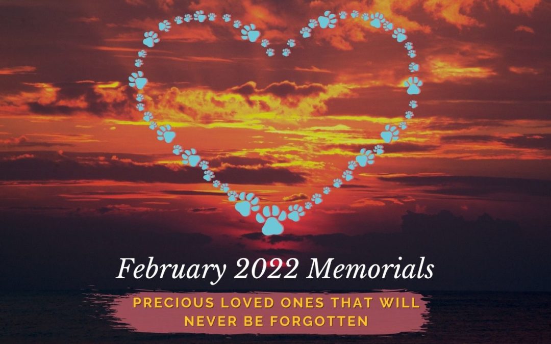 Western Skies Veterinary - In Home Pet Euthanasia | Memorials Archive