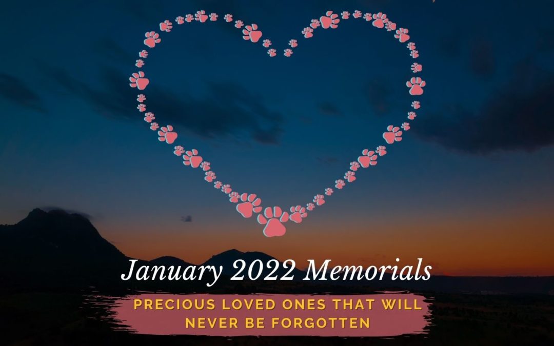 Western Skies Veterinary - In Home Pet Euthanasia | Memorials Archive