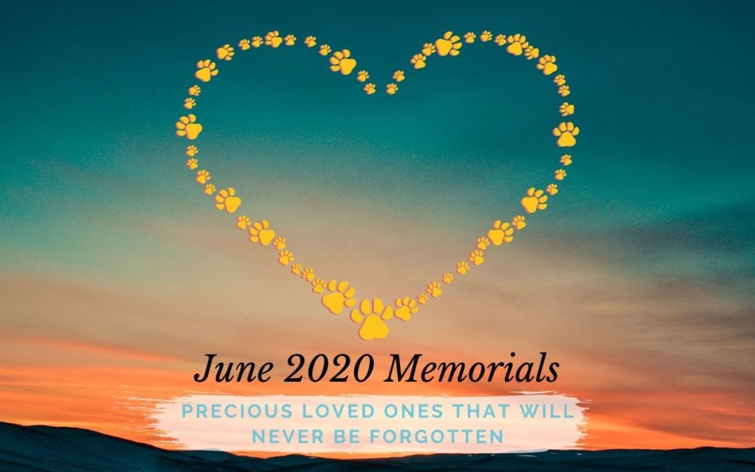 Western Skies Veterinary - In Home Pet Euthanasia | Memorials Archive