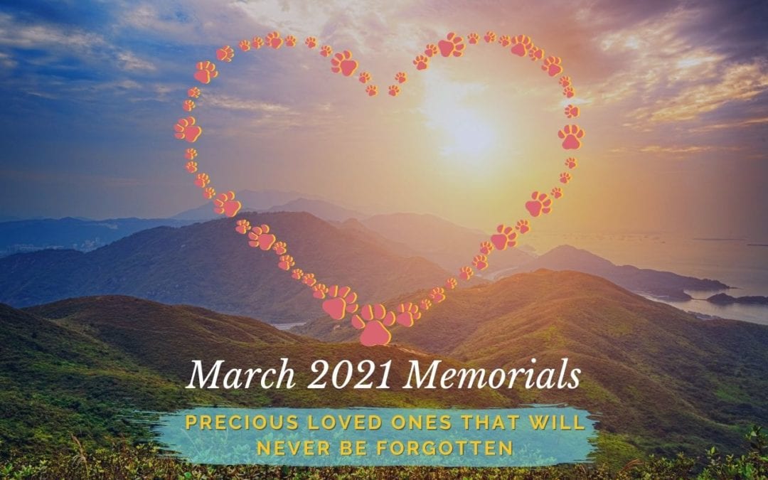 Western Skies Veterinary - In Home Pet Euthanasia | Memorials Archive
