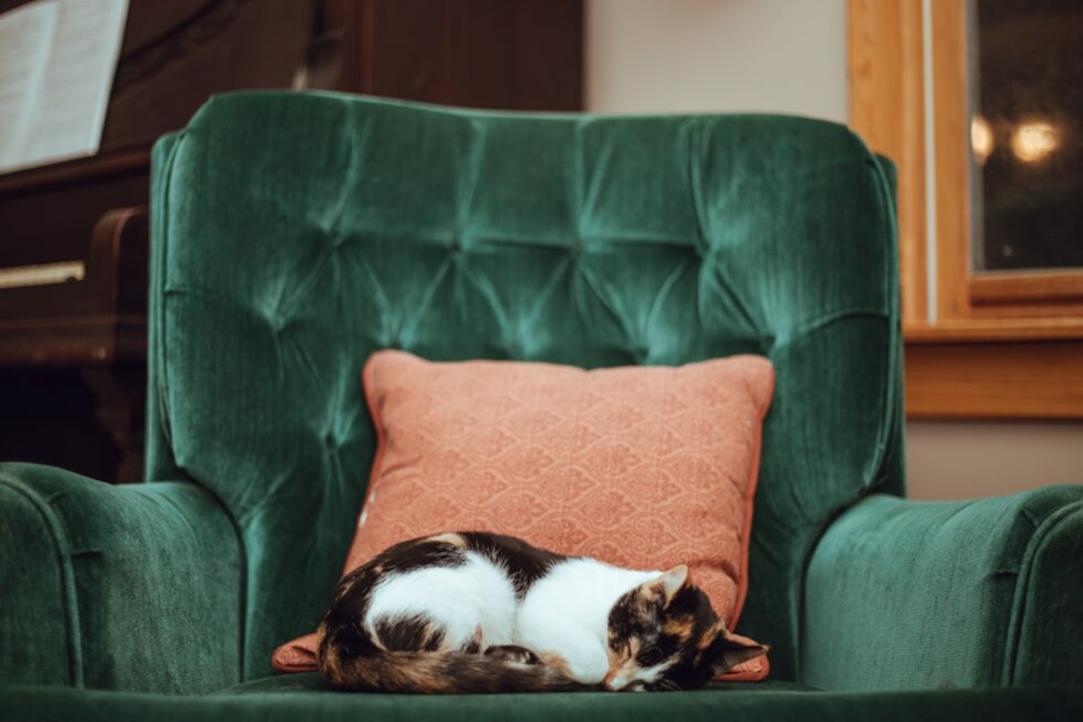 In-Home Euthanasia Services